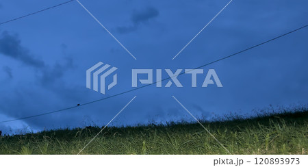 Electric pole with falcon posing Electric pole with falcon posing 120893973