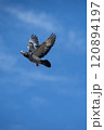 grizzle homing pigeon flying mid air against beautiful blue sky 120894197