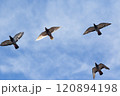 group of homing pigeon flying against beautiful clear blue sky 120894198