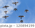 group of homing pigeon flying against beautiful clear blue sky 120894199