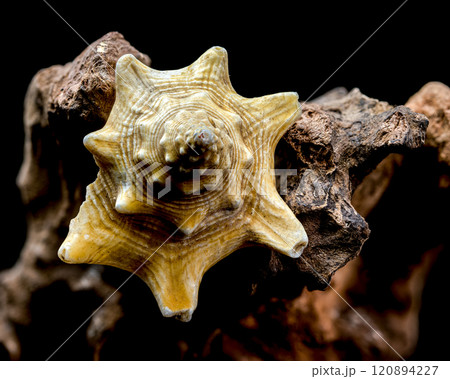 Strombus pugilis Shell on Driftwood with Black Background 120894227