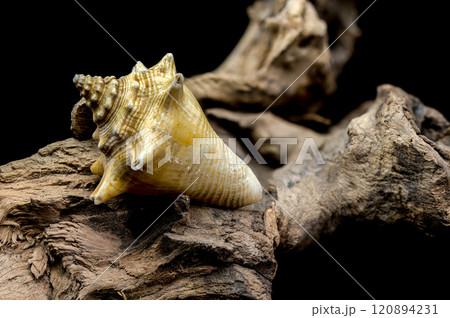 Strombus pugilis Shell on Driftwood with Black Background 120894231