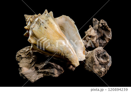 Strombus pugilis Shell on Driftwood with Black Background 120894239