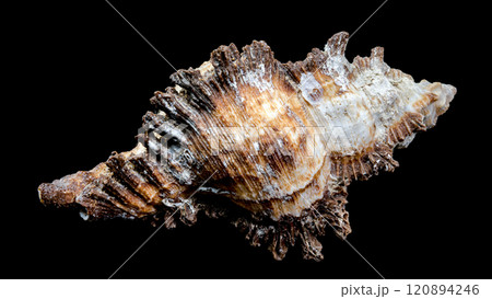 Chicoreus ramosus Shell on Black Background 120894246