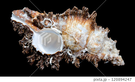 Chicoreus ramosus Shell on Black Background 120894247