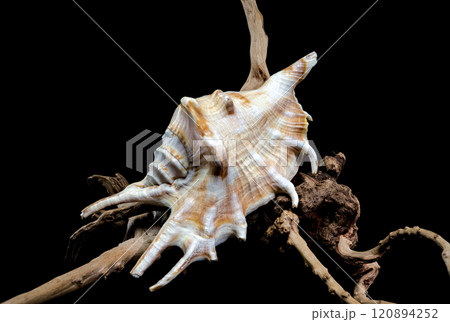 Lambis scorpius Shell on Driftwood black background Lambis scorpius Shell on Driftwood black background 120894252