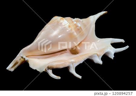 Lambis scorpius Shell on Black Background 120894257
