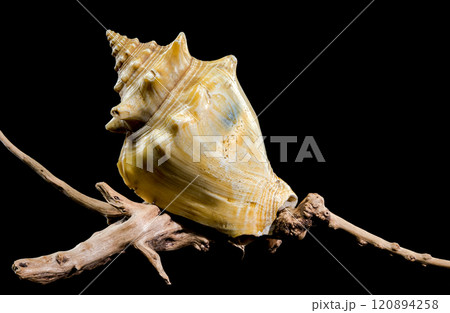 Strombus pugilis Shell on Driftwood with Black Background 120894258
