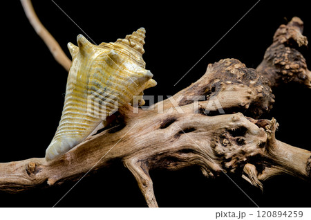 Strombus pugilis Shell on Driftwood with Black Background 120894259
