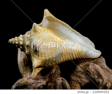Strombus pugilis Shell on Driftwood with Black Background 120894262