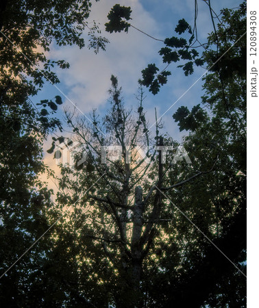 silhouettes of branches with blue sky 120894308