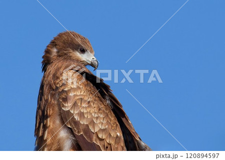 トビのクローズアップ右向き トビのクローズアップ右向き 120894597