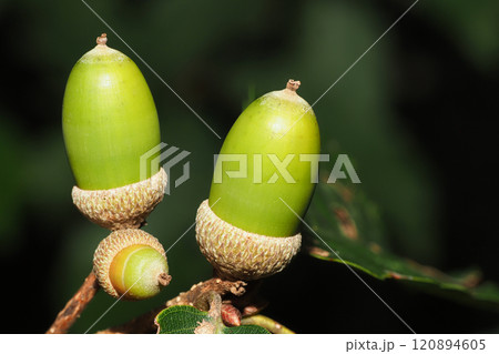 コナラの実（ドングリ） 120894605