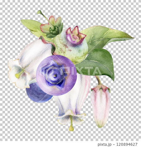 Blueberry blackberry with pink white bell flowers, hand drawn in watercolor, ripe forest berry cluster bunch. Boutonniere isolated botanical illustration. Restaurant, dessert cafe menu, farmers market Blueberry blackberry with pink white bell flowers, hand drawn in watercolor, ripe forest berry cluster bunch. Boutonniere isolated botanical illustration. Restaurant, dessert cafe menu, farmers market 120894627