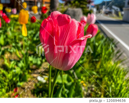 朝のチューリップ畑～春の彩り～ 120894636