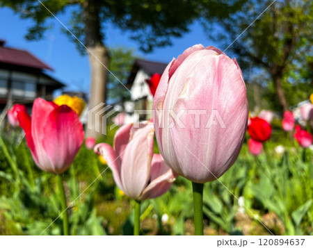 朝のチューリップ畑~春の彩り~ 朝のチューリップ畑~春の彩り~ 120894637