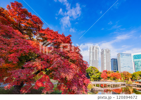 東京の安らぎ空間、紅葉が美しい浜離宮恩賜庭園 東京の安らぎ空間、紅葉が美しい浜離宮恩賜庭園 120894672