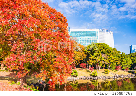東京の安らぎ空間、紅葉が美しい浜離宮恩賜庭園 東京の安らぎ空間、紅葉が美しい浜離宮恩賜庭園 120894765