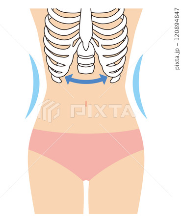 閉じた肋骨 くびれ 閉じた肋骨 くびれ 120894847
