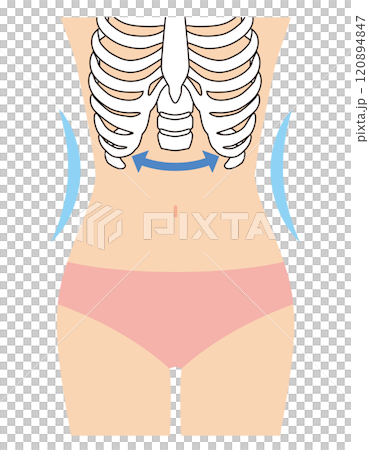 閉じた肋骨 くびれ 閉じた肋骨 くびれ 120894847