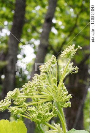 白花咲く散策路 白花咲く散策路 120894848