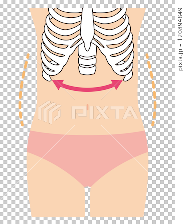 Open ribs, stocky body type 120894849