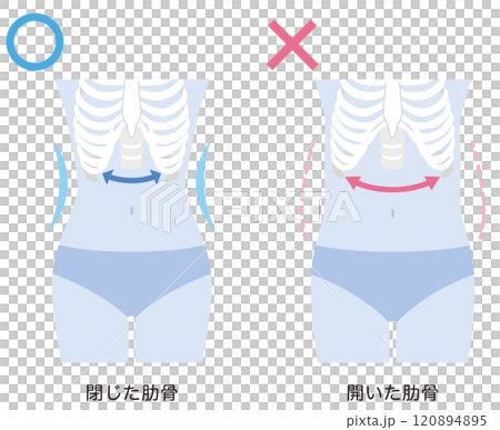 開いた肋骨 閉じた肋骨 開いた肋骨 閉じた肋骨 120894895