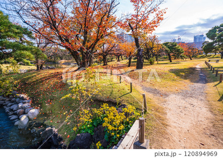 東京の安らぎ空間、ツワブキの花が咲く浜離宮恩賜庭園 東京の安らぎ空間、ツワブキの花が咲く浜離宮恩賜庭園 120894969