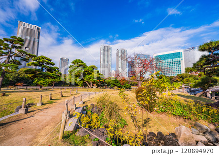 東京の安らぎ空間、ツワブキの花が咲く浜離宮恩賜庭園 120894970