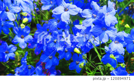 青いデルフィニウムグランブルーの花の風景 120894971