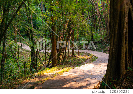 View of cement walkway in the bamboo forest in Thailand. View of cement walkway in the bamboo forest in Thailand. 120895223