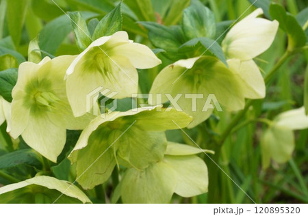 初夏に花咲くクリスマスローズ 初夏に花咲くクリスマスローズ 120895320