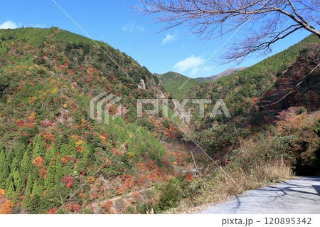 大荒の滝もみじ峡 秋の主役と春の主役 (高知県 香美市) 大荒の滝もみじ峡 秋の主役と春の主役 (高知県 香美市) 120895342