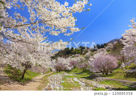 満開の陸郷ヤマザクラ 満開の陸郷ヤマザクラ 120895358
