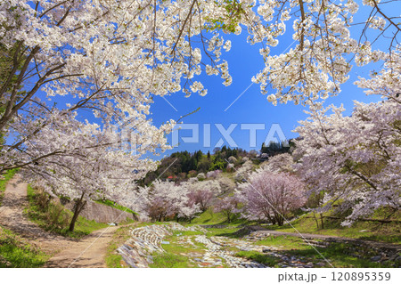 満開の陸郷ヤマザクラ 120895359