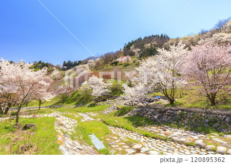 満開の陸郷ヤマザクラ 120895362