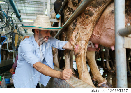 Happy cheerful Middle East - Asian male farmer collecting a dairy milk and smiling to camera. Male vet or veterinarian inspecting a livestock cows in farm. Happy cheerful Middle East - Asian male farmer collecting a dairy milk and smiling to camera. Male vet or veterinarian inspecting a livestock cows in farm. 120895537