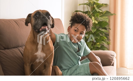Smiling African American boy sitting with boxer dog on sofa at home Smiling African American boy sitting with boxer dog on sofa at home 120895662