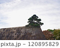 天守台の松 120895829