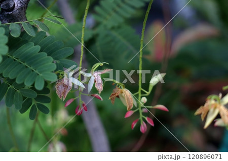Tamarind flowers group on bunch. Tamarind flowers group on bunch. 120896071