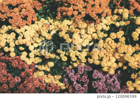 鮮やかな色とりどりの菊の花（フィルム風） 120896399