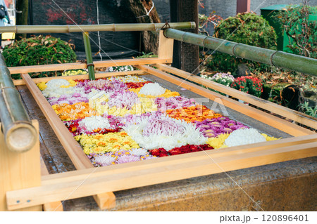 茨城家笠間市 笠間稲荷神社 手水舎の花手水 茨城家笠間市 笠間稲荷神社 手水舎の花手水 120896401