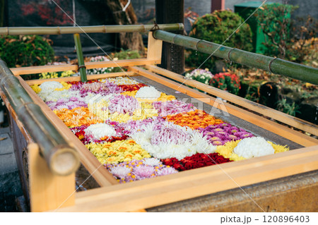 茨城家笠間市　笠間稲荷神社　手水舎の花手水 120896403