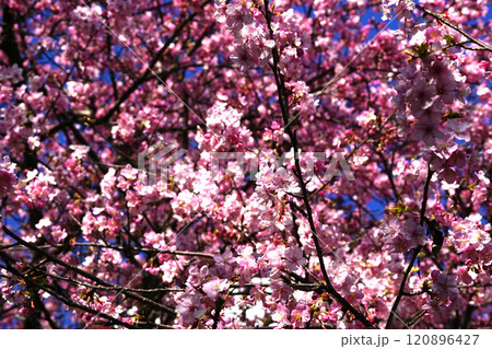 河津桜 120896427