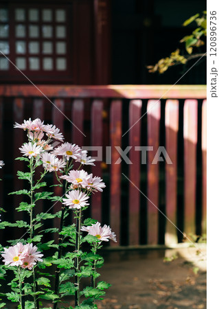 茨城家笠間市　笠間稲荷神社 菊まつり 120896736
