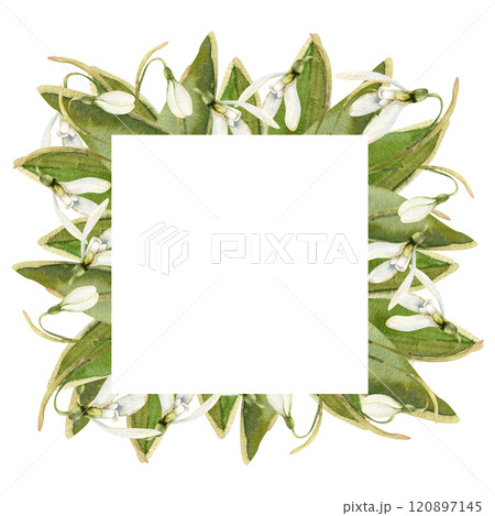 Snowdrops flower square banner with spring first white flowers and green leaves watercolor illustration. Hand drawn floral frame with romantic blooming elements for festive card,label ,logo design Snowdrops flower square banner with spring first white flowers and green leaves watercolor illustration. Hand drawn floral frame with romantic blooming elements for festive card,label ,logo design 120897145
