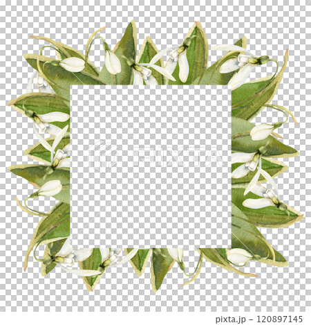 Snowdrops flower square banner with spring first white flowers and green leaves watercolor illustration. Hand drawn floral frame with romantic blooming elements for festive card,label ,logo design 120897145