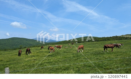 青空の下で草を食べる馬 青空の下で草を食べる馬 120897441
