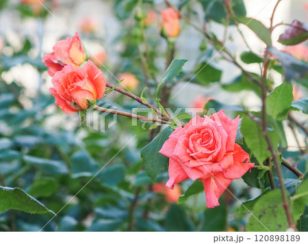 ローズガーデン 120898189