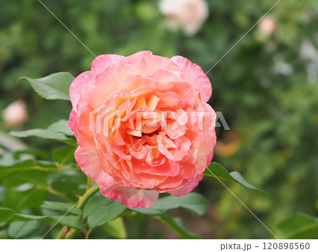 ローズガーデン 120898560